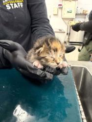 Shelter Stray Female Cat last seen Near S Gaston Street, County/Unicorporated, NC, 1491 Business Park Ct, Gastonia, NC 28052, USA