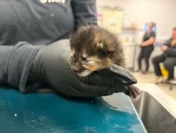 Shelter Stray Female Cat last seen Near S Gaston Street, County/Unicorporated, NC, 1491 Business Park Ct, Gastonia, NC 28052, USA