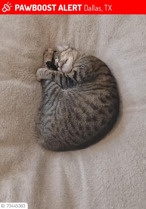 Lost Female Cat last seen Campwisdom, Dallas, TX 75249