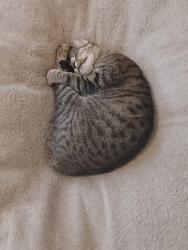 Lost Female Cat last seen Campwisdom, Dallas, TX 75249