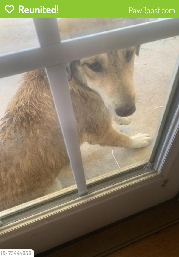 Reunited Unknown Dog last seen Bethel Rd, Jefferson County, AL 35126