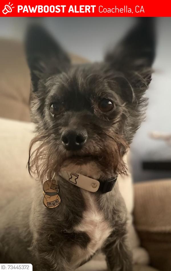 Lost Male Dog last seen castro tailer park, Coachella, CA 92236