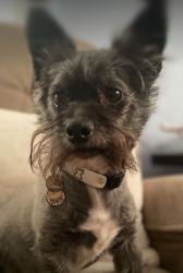 Lost Male Dog last seen castro tailer park, Coachella, CA 92236