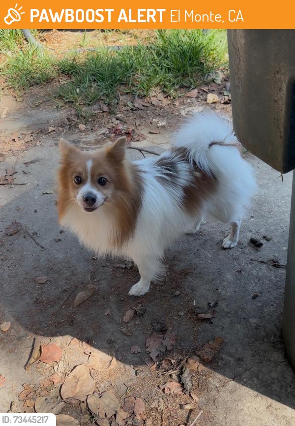 Found/Stray Male Dog last seen Forest Grove & Richmond Ave, El Monte, CA 91732