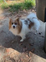 Found/Stray Male Dog last seen Forest Grove & Richmond Ave, El Monte, CA 91732
