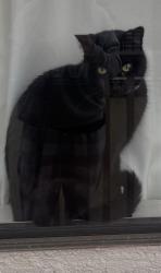 Lost Male Cat last seen Carlos restaurant on alcazar, Dana Point, CA 92629
