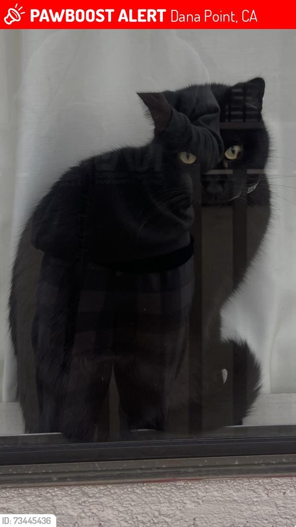 Lost Male Cat last seen Carlos restaurant on alcazar, Dana Point, CA 92629