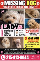 Reunited Female Dog last seen Near Van Kirk St, Philadelphia, PA 19135, USA, Philadelphia, PA 19135