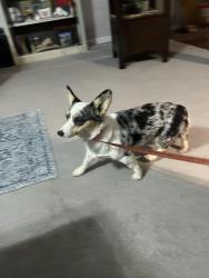 Reunited Female Dog last seen Trenton High School, Trenton, TX 75490