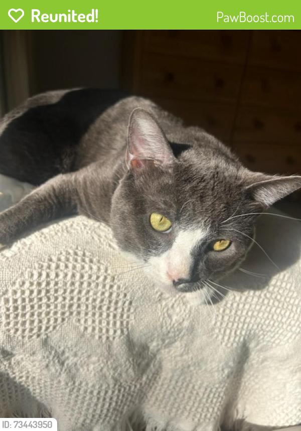 Reunited Male Cat last seen Heritage Valley Parkway, Fillmore, CA 93015