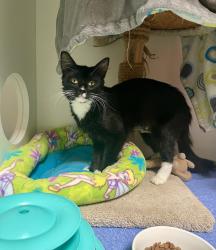 Shelter Stray Female Cat last seen Caminito Hiedra, San Diego, CA, 92154, 5500 Gaines St, San Diego, CA 92110, USA