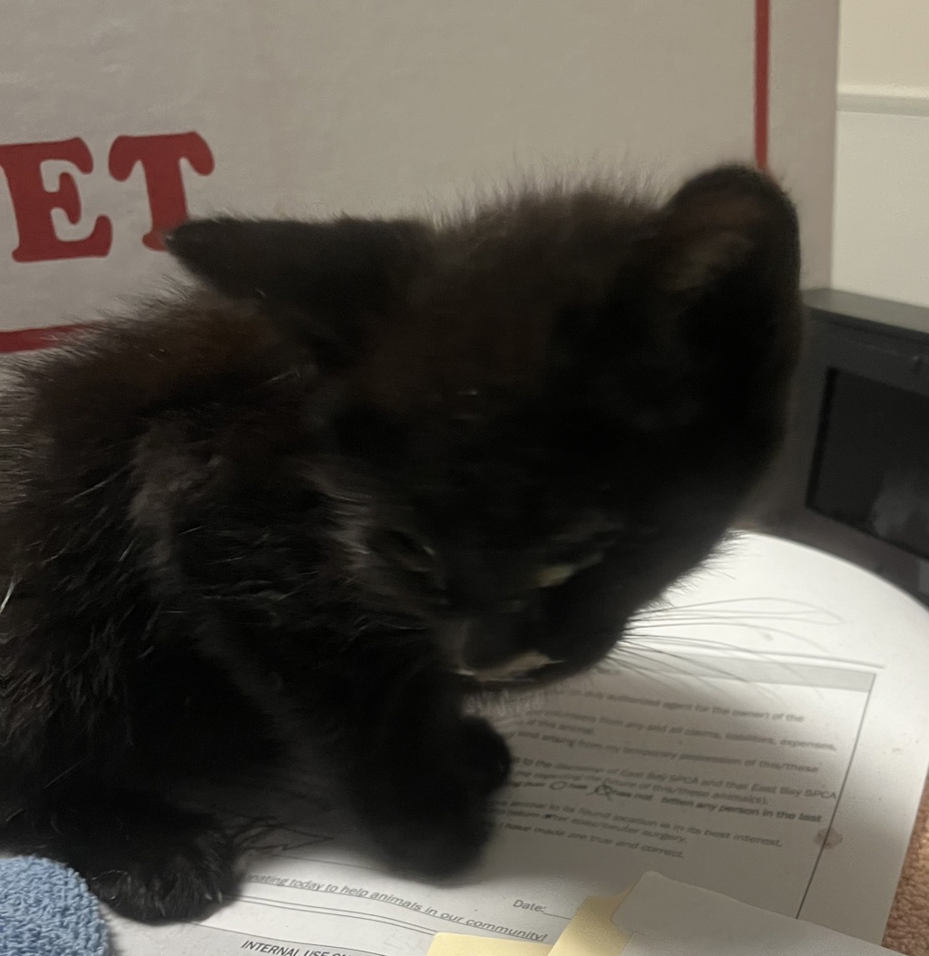 Shelter Stray Male Cat last seen Near Arthur Ave, SAN LEANDRO, CA, 94577, 8323 Baldwin St, Oakland, CA 94621, USA