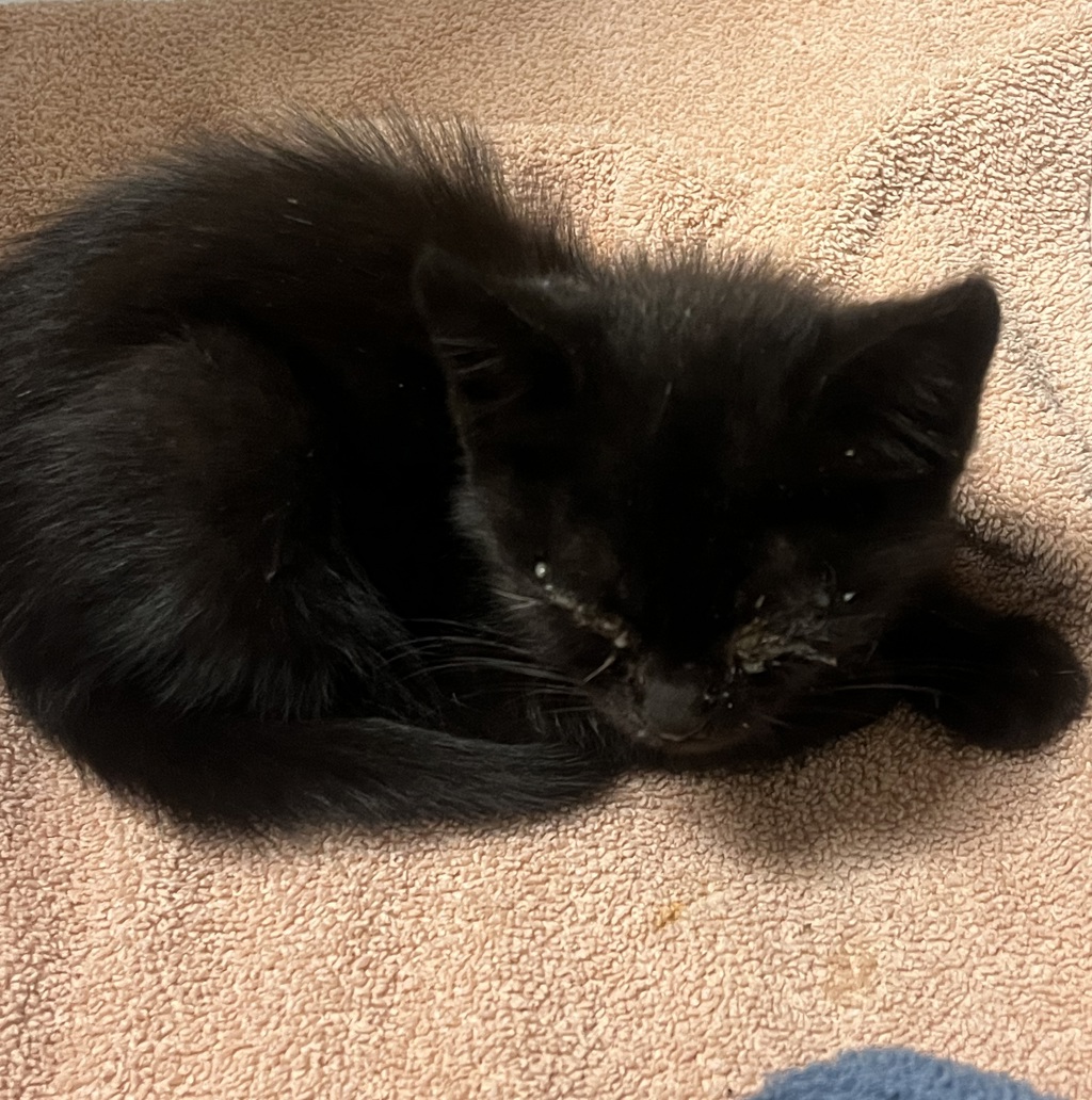 Shelter Stray Male Cat last seen Near Arthur Ave, SAN LEANDRO, CA, 94577, 8323 Baldwin St, Oakland, CA 94621, USA