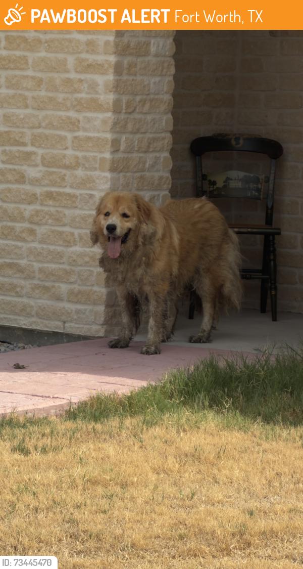 Found/Stray Unknown Dog last seen Northview drive near the QT gas station, Fort Worth, TX 76108