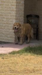 Found/Stray Unknown Dog last seen Northview drive near the QT gas station, Fort Worth, TX 76108