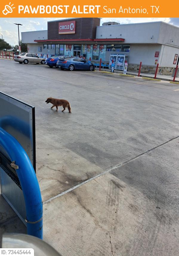 Found/Stray Unknown Dog last seen Roosevelt and mission delago, San Antonio, TX 78221