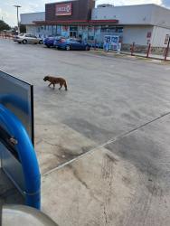 Found/Stray Unknown Dog last seen Roosevelt and mission delago, San Antonio, TX 78221