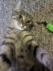 Reunited Female Cat last seen Chestnut and Hwy 36., Burlington, WI 53105