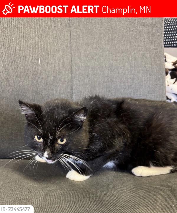 Lost Male Cat last seen Linwood Forest Circle, Champlin, MN 55316