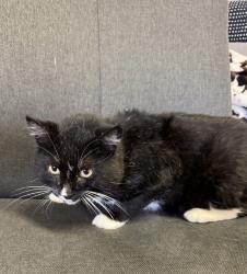 Lost Male Cat last seen Linwood Forest Circle, Champlin, MN 55316