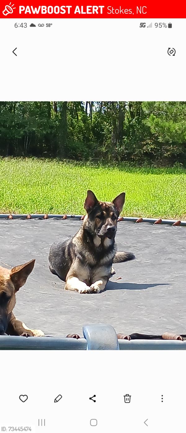 Lost Male Dog last seen Worthington Warren Rd Stokes NC 27884, Stokes, NC 27884