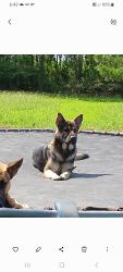 Lost Male Dog last seen Worthington Warren Rd Stokes NC 27884, Stokes, NC 27884