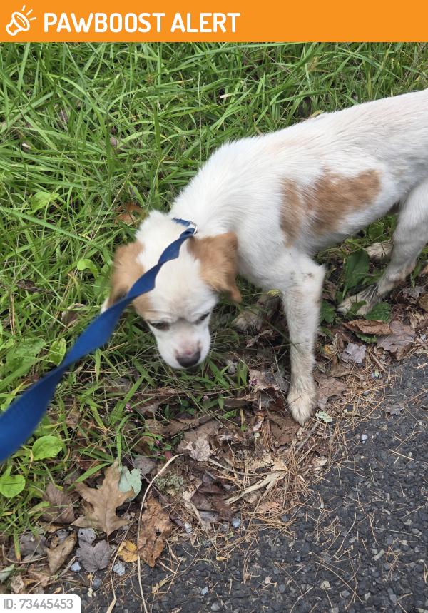 Found/Stray Male Dog last seen North old Bethlehem pike, Milford Township, PA 18951