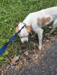 Found/Stray Male Dog last seen North old Bethlehem pike, Milford Township, PA 18951