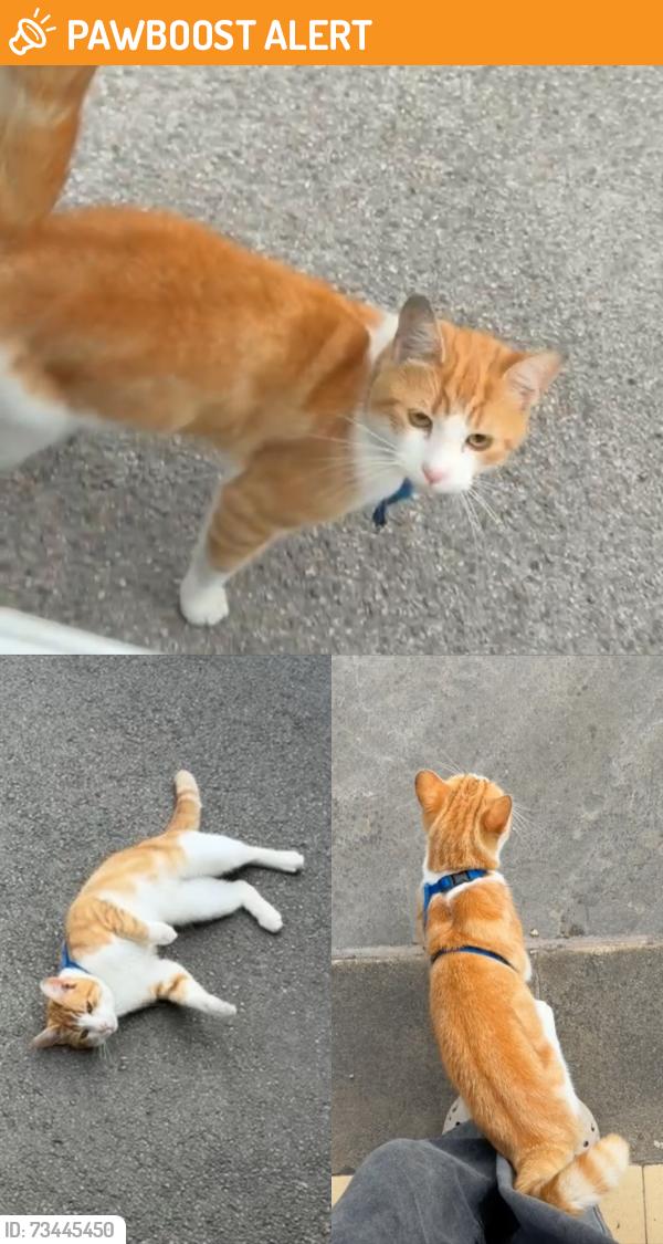 Found/Stray Male Cat last seen Low Fold/Ashbourne Gardens, West Yorkshire, England BD2 4AD