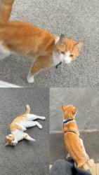 Found/Stray Male Cat last seen Low Fold/Ashbourne Gardens, West Yorkshire, England BD2 4AD