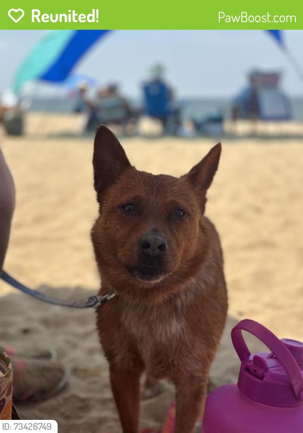 Reunited Male Dog last seen CHASE ARBOR apmts, Virginia Beach, VA 23462