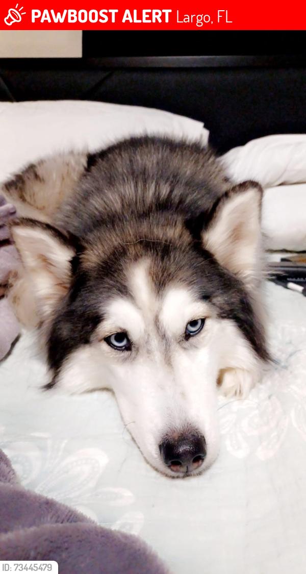 Lost Female Dog last seen 130th, Largo, FL 33773