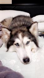 Lost Female Dog last seen 130th, Largo, FL 33773