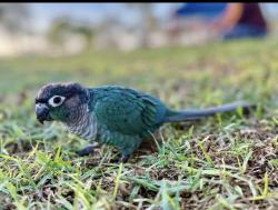 Lost Male Bird last seen Ocaso st, Rancho Mission Viejo, CA 92694