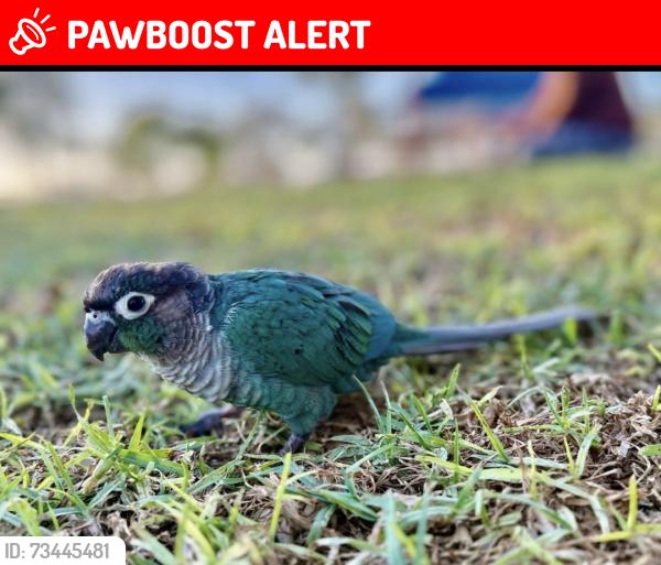 Lost Male Bird last seen Ocaso st, Rancho Mission Viejo, CA 92694
