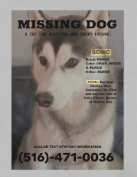 Lost Male Dog last seen Galway & Hannibal Ave, Queens, NY 11412
