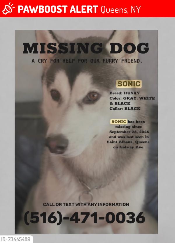 Lost Male Dog last seen Galway & Hannibal Ave, Queens, NY 11412