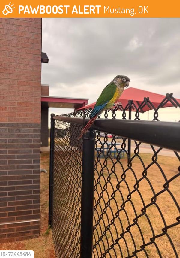 Found/Stray Unknown Bird last seen Sw 44th st & SCzech Hall rd at the elementary school, Mustang, OK 73064
