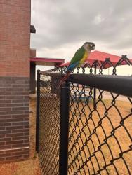 Found/Stray Unknown Bird last seen Sw 44th st & SCzech Hall rd at the elementary school, Mustang, OK 73064