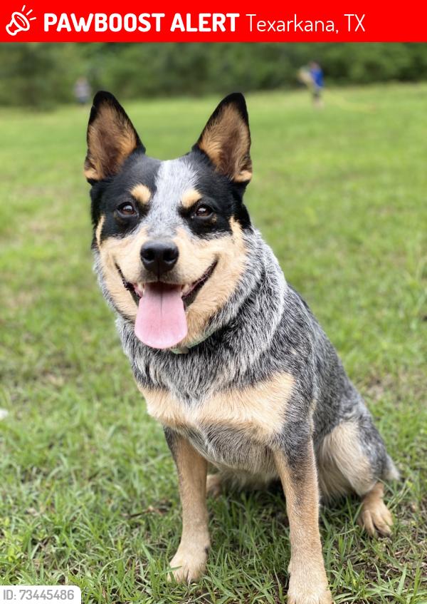 Lost Female Dog last seen Old red water rd, Texarkana, TX 75501
