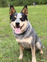 Lost Female Dog last seen Old red water rd, Texarkana, TX 75501
