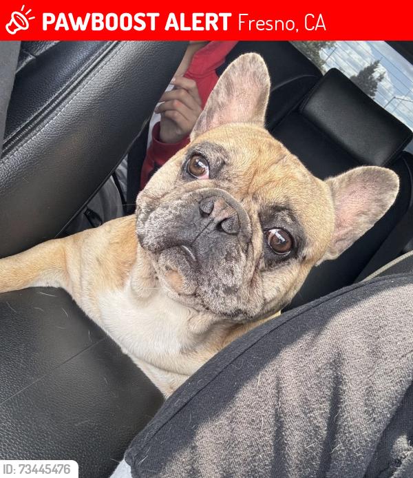 Lost Male Dog last seen Ashland and Cornelia, Fresno, CA 93722