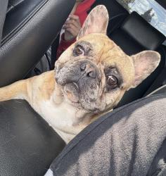 Lost Male Dog last seen Ashland and Cornelia, Fresno, CA 93722