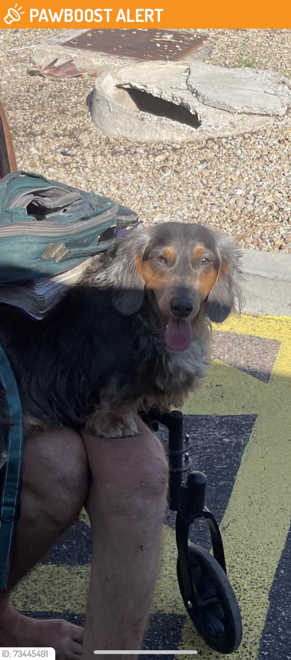 Found/Stray Unknown Dog last seen 30th st @ Indian school Rd, Maricopa County, AZ 85018