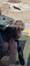 Found/Stray Unknown Dog last seen 30th st @ Indian school Rd, Maricopa County, AZ 85018