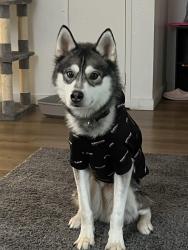 Lost Male Dog last seen Thomas Jefferson high school, Auburn, WA 98001