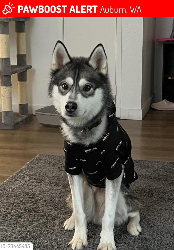 Lost Male Dog last seen Thomas Jefferson high school, Auburn, WA 98001