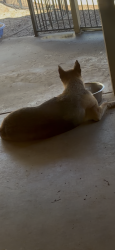 Reunited Male Dog last seen Sahuaro 24st, Phoenix, AZ 85028