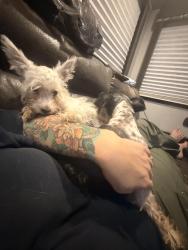 Lost Female Dog last seen Ranch hand, Cleveland, TX 77327