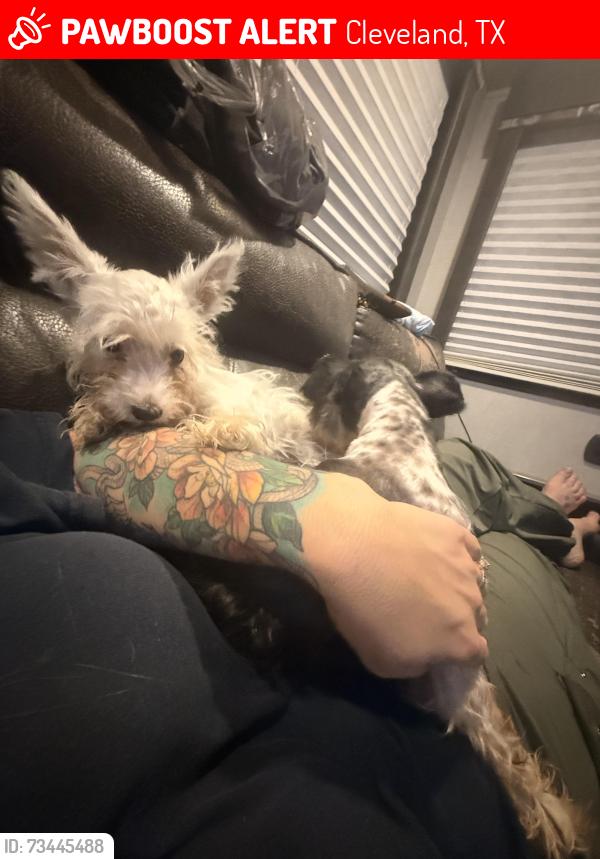 Lost Female Dog last seen Ranch hand, Cleveland, TX 77327